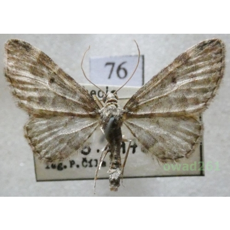 Eupithecia subfuscata (Haworth, 1809) Czech76
